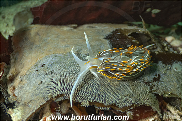Port Hardy area, Vancouver island, British Columbia, Canada, Pacific ocean, Hermissenda crassicornis, Hermissenda, Myrrhinidae, Gastropoda, Mollusca, Mollusc, Horned Nudibranch, Opalescent nudibranch, Nudibranch