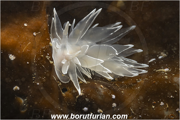 Port Hardy area, Vancouver island, British Columbia, Canada, Pacific ocean, Dirona albolineata, Dirona, Dironidae, Gastropoda, Mollusca, Mollusc, White-lined Dirona, Frosted nudibranch, Nudibranch