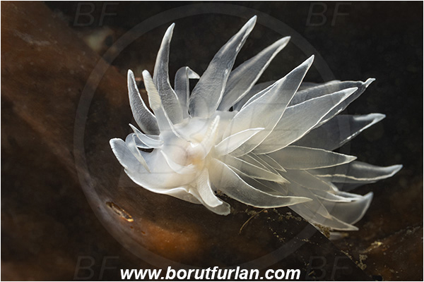 Port Hardy area, Vancouver island, British Columbia, Canada, Pacific ocean, Dirona albolineata, Dirona, Dironidae, Gastropoda, Mollusca, Mollusc, White-lined Dirona, Frosted nudibranch, Nudibranch