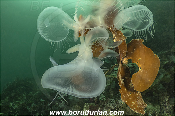 Port Hardy area, Vancouver island, British Columbia, Canada, Pacific ocean, Melibe leonina, Melibe, Tethydidae, Gastropoda, Mollusca, Mollusc, Hooded nudibranch, Nudibranch, Kelp