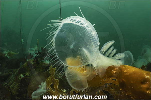 Port Hardy area, Vancouver island, British Columbia, Canada, Pacific ocean, Melibe leonina, Melibe, Tethydidae, Gastropoda, Mollusca, Mollusc, Hooded nudibranch, Nudibranch