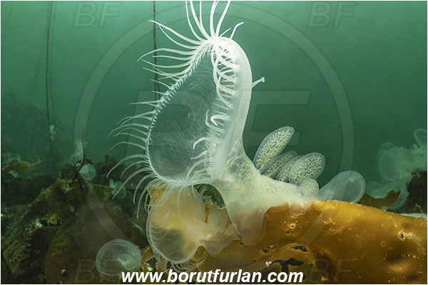 Port Hardy area, Vancouver island, British Columbia, Canada, Pacific ocean, Melibe leonina, Melibe, Tethydidae, Gastropoda, Mollusca, Mollusc, Hooded nudibranch, Nudibranch