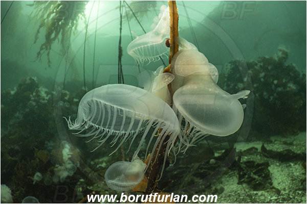 Port Hardy area, Vancouver island, British Columbia, Canada, Pacific ocean, Melibe leonina, Melibe, Tethydidae, Gastropoda, Mollusca, Mollusc, Hooded nudibranch, Nudibranch, Kelp