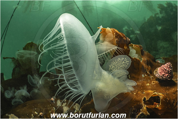 Port Hardy area, Vancouver island, British Columbia, Canada, Pacific ocean, Melibe leonina, Melibe, Tethydidae, Gastropoda, Mollusca, Mollusc, Hooded nudibranch, Nudibranch
