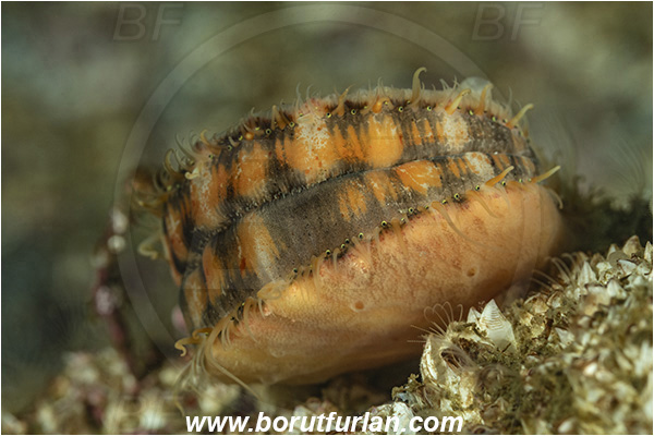 Port Hardy area, Vancouver island, British Columbia, Canada, Pacific ocean, Chlamys hastata, Chlamys, Pectinidae, Bivalvia, Mollusca, Mollusc, Spiny Scallop, Spiny pink scallop, Scallop, Shell