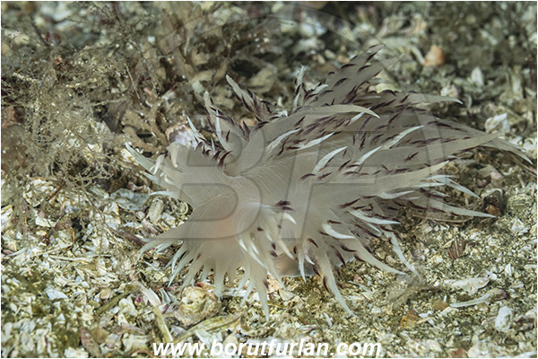 Port Hardy area, Vancouver island, British Columbia, Canada, Pacific ocean, Dendronotus iris, Dendronotus, Dendronotidae, Gastropoda, Mollusca, Mollusc, Giant Nudibranch, Nudibranch