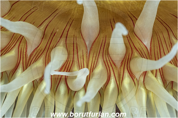 Port Hardy area, Vancouver island, British Columbia, Canada, Pacific ocean, Urticina piscivora, Urticina, Actiniidae, Anthozoa, Cnidaria, Cnidarian, Fish-eating Anemone, Anemone, Abstract