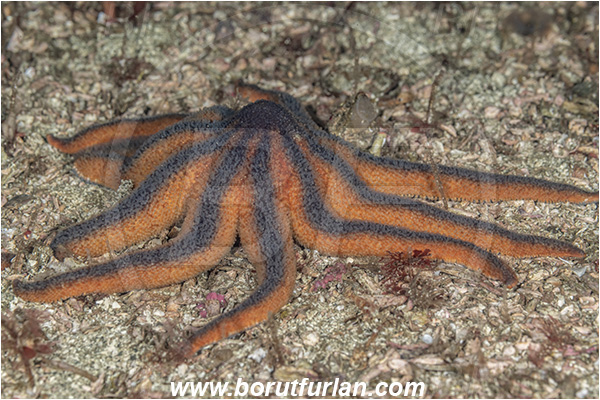 Port Hardy area, Vancouver island, British Columbia, Canada, Pacific ocean, Solaster stimpsoni, Solaster, Solasteridae, Asteroidea, Echinodermata, Echinoderm, Striped Sun starfish, Starfish