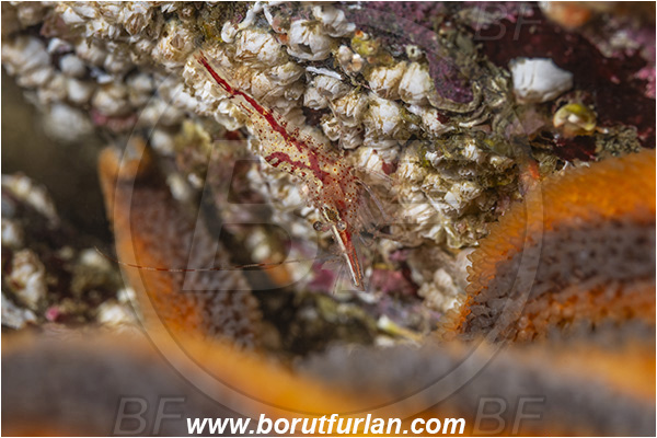 Port Hardy, Vancouver island, British Columbia, Canada, Pacific ocean, Heptacarpus kincaidi, Heptacarpus, Thoridae, Decapoda, Crustacea, Crustacean, Kincaid