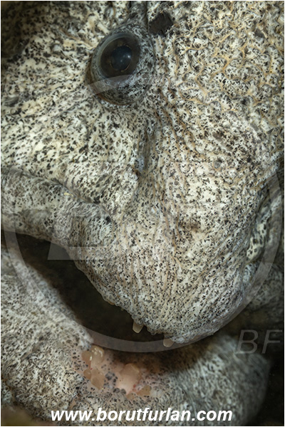 Port Hardy area, Vancouver island, British Columbia, Canada, Pacific ocean, Anarrhichthys ocellatus, Anarrhichthys, Anarhichadidae, Wolf-eel, Fish, Portrait