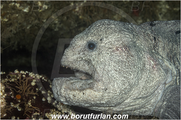 Port Hardy area, Vancouver island, British Columbia, Canada, Pacific ocean, Anarrhichthys ocellatus, Anarrhichthys, Anarhichadidae, Wolf-eel, Fish, Portrait