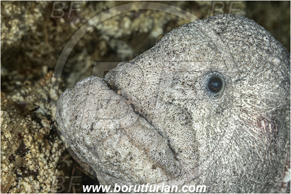 Port Hardy area, Vancouver island, British Columbia, Canada, Pacific ocean, Anarrhichthys ocellatus, Anarrhichthys, Anarhichadidae, Wolf-eel, Fish, Portrait