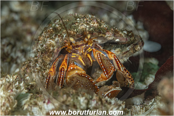 Port Hardy area, Vancouver island, British Columbia, Canada, Pacific ocean, Elassochirus tenuimanus, Elassochirus, Paguridae, Decapoda, Crustacea, Crustacean, Widehand hermit crab, Hermit crab