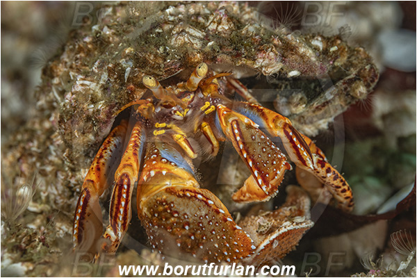 Port Hardy area, Vancouver island, British Columbia, Canada, Pacific ocean, Elassochirus tenuimanus, Elassochirus, Paguridae, Decapoda, Crustacea, Crustacean, Widehand hermit crab, Hermit crab