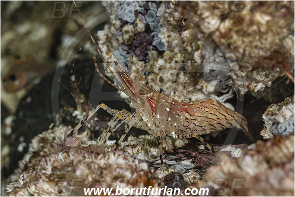 Port Hardy, Vancouver island, British Columbia, Canada, Pacific ocean, Pandalus danae, Pandalus, Pandalidae, Decapoda, Crustacea, Crustacean, Dock shrimp, Coonstripe shrimp, Shrimp