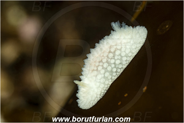 Port Hardy area, Vancouver island, British Columbia, Canada, Pacific ocean, Atalodoris jannae, Atalodoris, Onchidorididae, Gastropoda, Mollusca, Mollusc, Janna