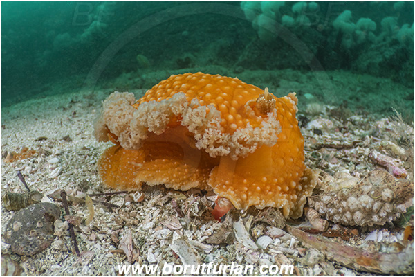 Port Hardy area, Vancouver island, British Columbia, Canada, Pacific ocean, Tritonia tetraquetra, Tritonia, Tritoniidae, Gastropoda, Mollusca, Mollusc, Orange-peel nudibranch, Nudibranch, Reef