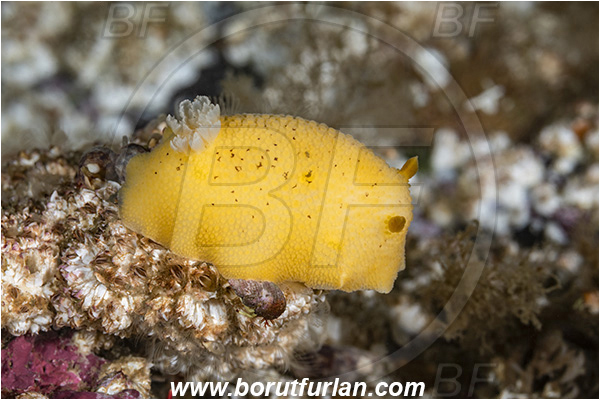 Port Hardy area, Vancouver island, British Columbia, Canada, Pacific ocean, Doris montereyensis, Doris, Dorididae, Gastropoda, Mollusca, Mollusc, Monterey sea lemon, Nudibranch