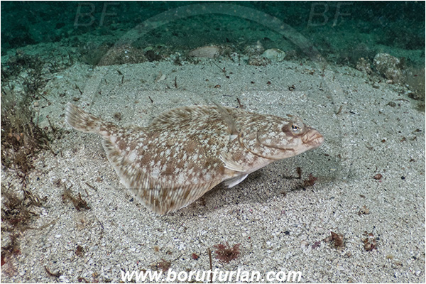 Port Hardy area, Vancouver island, British Columbia, Canada, Pacific ocean, Lepidopsetta bilineata, Lepidopsetta, Pleuronectidae, Pacific rock sole, Sole, Fish