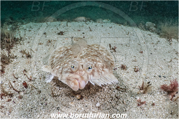 Port Hardy area, Vancouver island, British Columbia, Canada, Pacific ocean, Lepidopsetta bilineata, Lepidopsetta, Pleuronectidae, Pacific rock sole, Sole, Fish