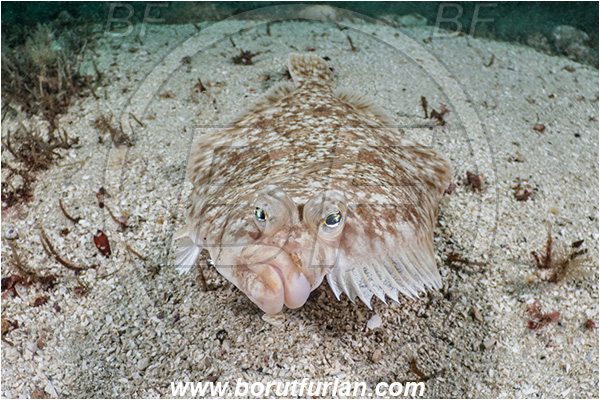 Port Hardy area, Vancouver island, British Columbia, Canada, Pacific ocean, Lepidopsetta bilineata, Lepidopsetta, Pleuronectidae, Pacific rock sole, Sole, Fish