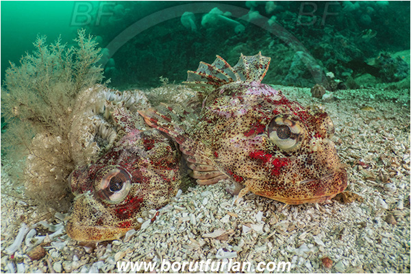Port Hardy area, Vancouver island, British Columbia, Canada, Pacific ocean, Hemilepidotus hemilepidotus, Hemilepidotus, Cottidae, Red Irish lord, Fish, Reef