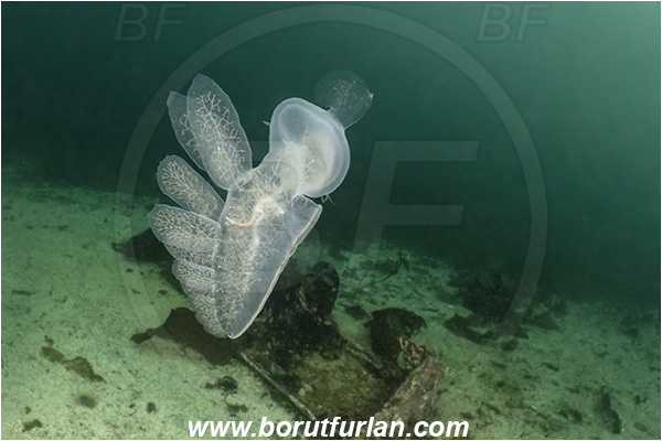 Port Hardy area, Vancouver island, British Columbia, Canada, Pacific ocean, Melibe leonina, Melibe, Tethydidae, Gastropoda, Mollusca, Mollusc, Hooded nudibranch, Nudibranch, Swimming