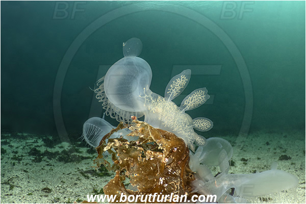 Port Hardy area, Vancouver island, British Columbia, Canada, Pacific ocean, Melibe leonina, Melibe, Tethydidae, Gastropoda, Mollusca, Mollusc, Hooded nudibranch, Nudibranch