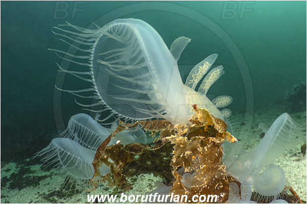 Port Hardy area, Vancouver island, British Columbia, Canada, Pacific ocean, Melibe leonina, Melibe, Tethydidae, Gastropoda, Mollusca, Mollusc, Hooded nudibranch, Nudibranch