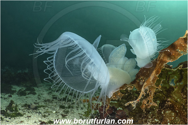 Port Hardy area, Vancouver island, British Columbia, Canada, Pacific ocean, Melibe leonina, Melibe, Tethydidae, Gastropoda, Mollusca, Mollusc, Hooded nudibranch, Nudibranch