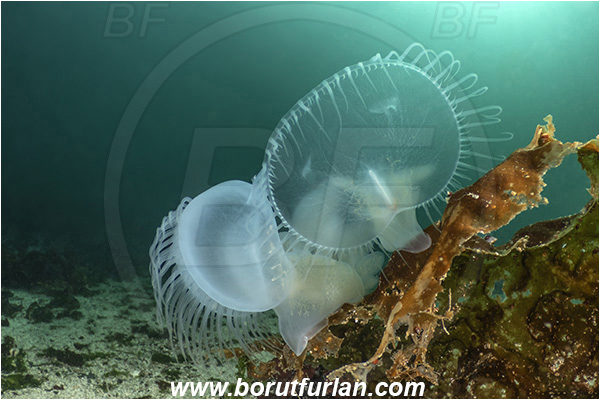 Port Hardy area, Vancouver island, British Columbia, Canada, Pacific ocean, Melibe leonina, Melibe, Tethydidae, Gastropoda, Mollusca, Mollusc, Hooded nudibranch, Nudibranch