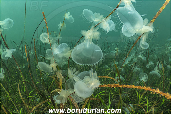 Port Hardy area, Vancouver island, British Columbia, Canada, Pacific ocean, Melibe leonina, Melibe, Tethydidae, Gastropoda, Mollusca, Mollusc, Hooded nudibranch, Nudibranch, Sea grass