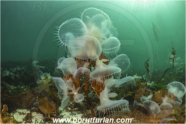 Port Hardy area, Vancouver island, British Columbia, Canada, Pacific ocean, Melibe leonina, Melibe, Tethydidae, Gastropoda, Mollusca, Mollusc, Hooded nudibranch, Nudibranch, Kelp