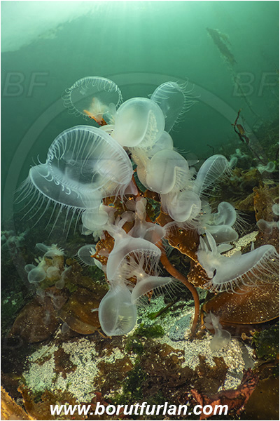 Port Hardy area, Vancouver island, British Columbia, Canada, Pacific ocean, Melibe leonina, Melibe, Tethydidae, Gastropoda, Mollusca, Mollusc, Hooded nudibranch, Nudibranch, Kelp