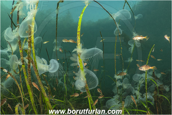 Port Hardy area, Vancouver island, British Columbia, Canada, Pacific ocean, Melibe leonina, Melibe, Tethydidae, Gastropoda, Mollusca, Mollusc, Hooded nudibranch, Nudibranch, Sea grass, Fish school