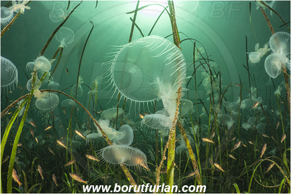 Port Hardy area, Vancouver island, British Columbia, Canada, Pacific ocean, Melibe leonina, Melibe, Tethydidae, Gastropoda, Mollusca, Mollusc, Hooded nudibranch, Nudibranch, Sea grass, Fish school
