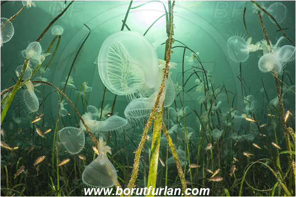 Port Hardy area, Vancouver island, British Columbia, Canada, Pacific ocean, Melibe leonina, Melibe, Tethydidae, Gastropoda, Mollusca, Mollusc, Hooded nudibranch, Nudibranch, Sea grass