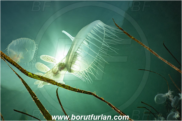 Port Hardy area, Vancouver island, British Columbia, Canada, Pacific ocean, Melibe leonina, Melibe, Tethydidae, Gastropoda, Mollusca, Mollusc, Hooded nudibranch, Nudibranch, Backlit