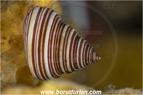 Port Hardy area, Vancouver island, British Columbia, Canada, Pacific ocean, Calliostoma canaliculatum, Calliostoma, Calliostomatidae, Gastropoda, Mollusca, Mollusc, Channeled Topsnail, Snail