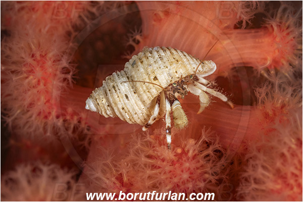 Port Hardy area, Vancouver island, British Columbia, Canada, Pacific ocean, Pagurus caurinus, Pagurus, Paguridae, Decapoda, Crustacea, Crustacean, Greenmark hermit crab, Hermit crab
