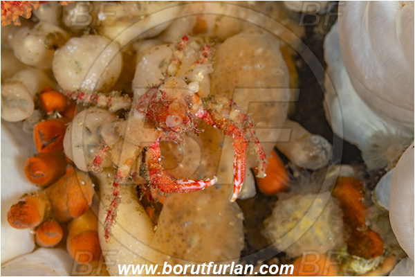 Port Hardy area, Vancouver island, British Columbia, Canada, Pacific ocean, Oregonia gracilis, Oregonia, Oregoniidae, Decapoda, Crustacea, Crustacean, Graceful decorator crab, Crab