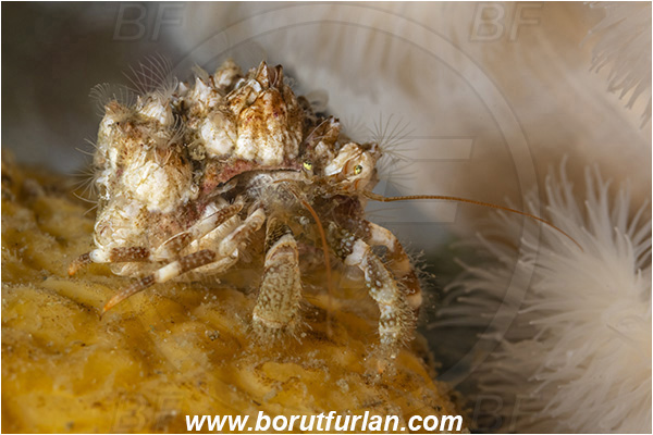 Port Hardy area, Vancouver island, British Columbia, Canada, Pacific ocean, Pagurus caurinus, Pagurus, Paguridae, Decapoda, Crustacea, Crustacean, Greenmark hermit crab, Hermit crab