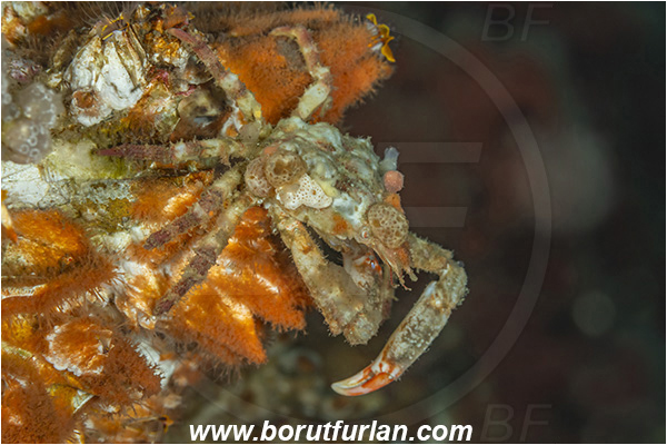 Port Hardy area, Vancouver island, British Columbia, Canada, Pacific ocean, Scyra acutifrons, Scyra, Epialtidae, Decapoda, Crustacea, Crustacean, Sharpnose crab, Crab