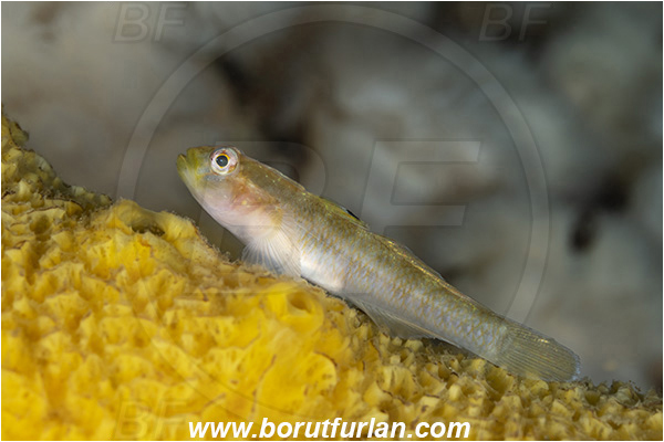Port Hardy area, Vancouver island, British Columbia, Canada, Pacific ocean, Rhinogobiops nicholsii, Rhinogobiops, Gobiidae, Fish, Blackeye goby, Goby