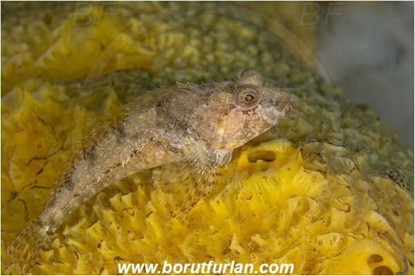 Port Hardy area, Vancouver island, British Columbia, Canada, Pacific ocean, Artedius harringtoni, Artedius, Cottidae, Scalyhead sculpin, Sculpin, Fish