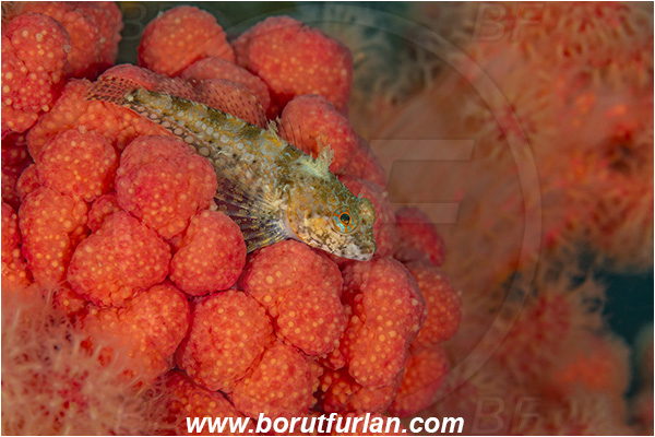 Port Hardy area, Vancouver island, British Columbia, Canada, Pacific ocean, Artedius harringtoni, Artedius, Cottidae, Scalyhead sculpin, Sculpin, Fish