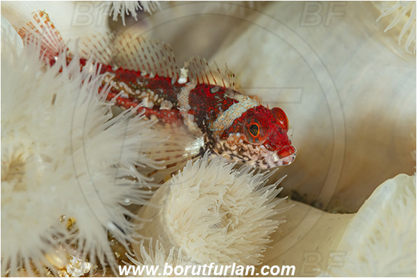 Port Hardy area, Vancouver island, British Columbia, Canada, Pacific ocean, Artedius harringtoni, Artedius, Cottidae, Scalyhead sculpin, Sculpin, Fish