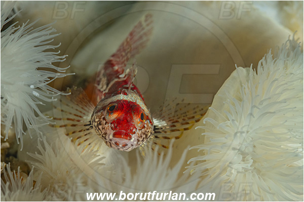 Port Hardy area, Vancouver island, British Columbia, Canada, Pacific ocean, Artedius harringtoni, Artedius, Cottidae, Scalyhead sculpin, Sculpin, Fish