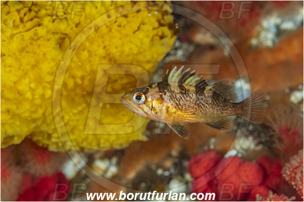 Port Hardy area, Vancouver island, British Columbia, Canada, Pacific ocean, Sebastes maliger, Sebastes, Sebastidae, Quillback rockfish, Rockfish, Fish, Juvenile