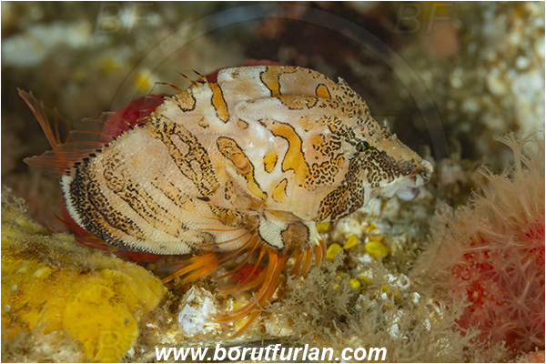 Port Hardy area, Vancouver island, British Columbia, Canada, Pacific ocean, Rhamphocottus richardsonii, Rhamphocottus, Rhamphocottidae, Grunt sculpin, Richardson